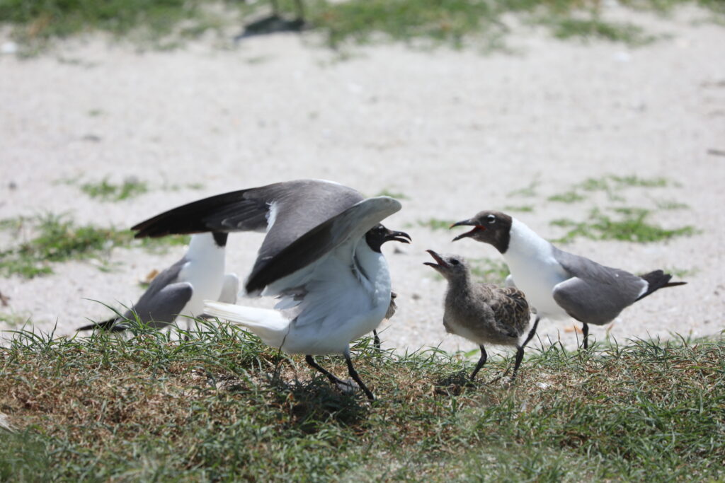 PTB Pictures: Bird Island Media Tour Photo 4
